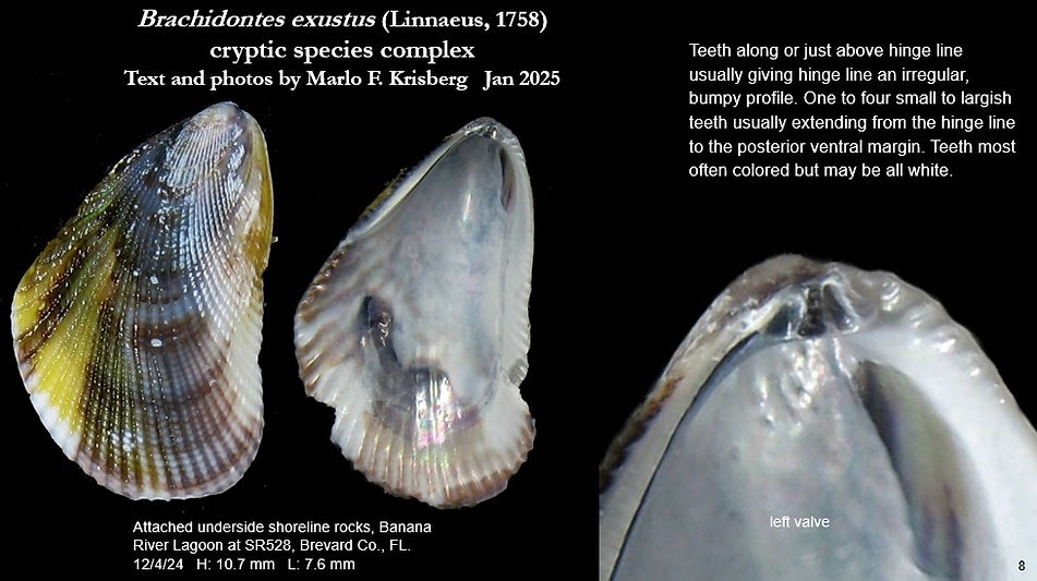 B. exustus 8.jpg