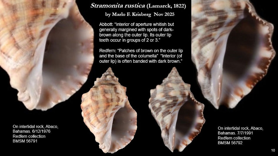 Stramonita rustica 10.jpg