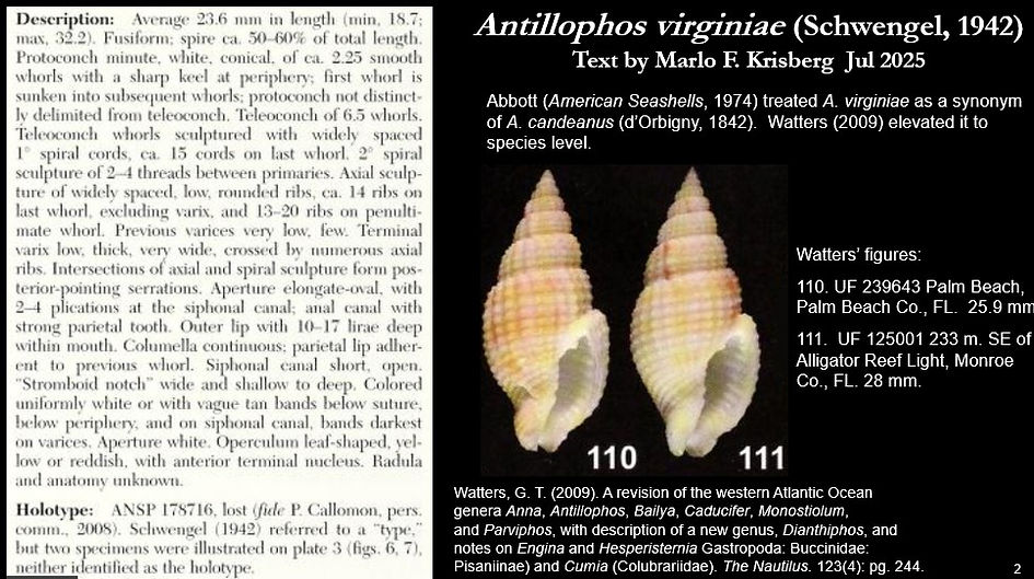 Antillophos virginiae 2.jpg