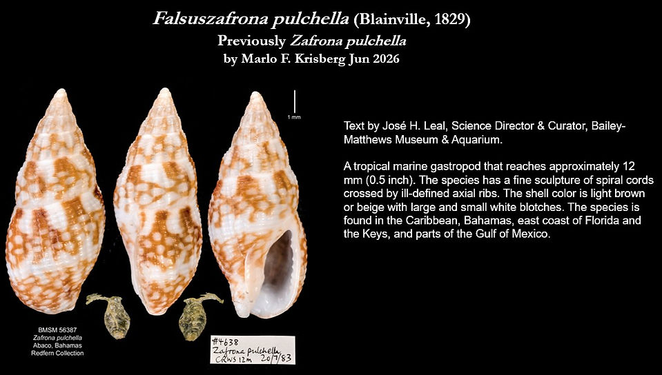 Falsuszafrona pulchella.jpg