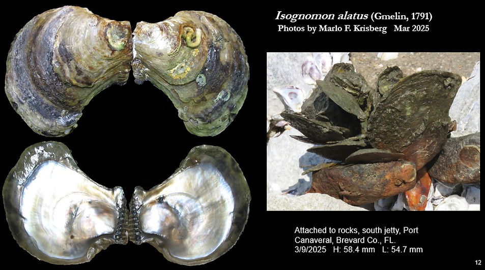 Isognomon alatus 12.jpg