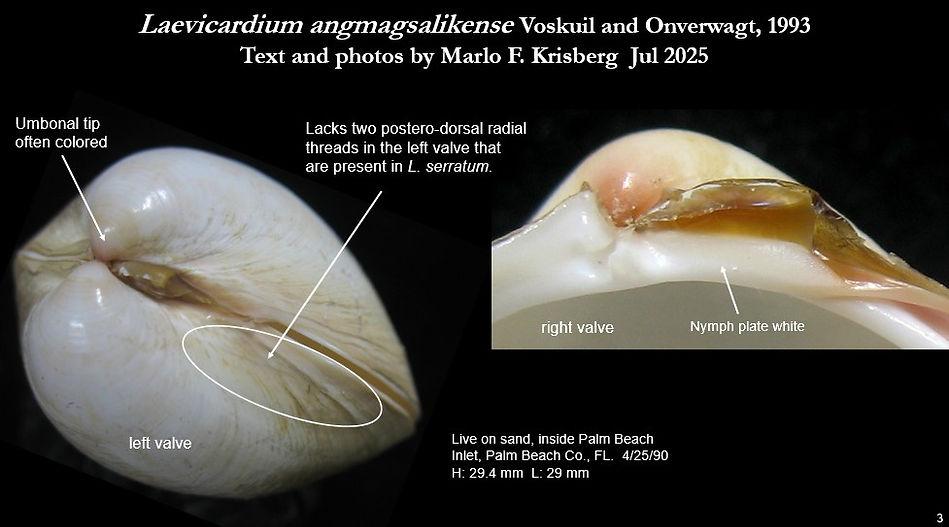 Leavicardium angmagsalikense 3.jpg
