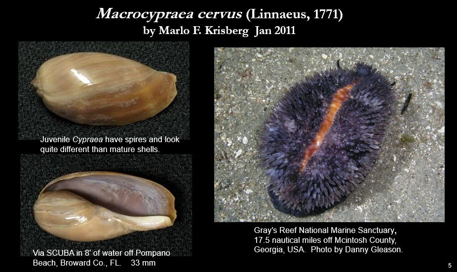 macrocypraea cervus 5.jpg