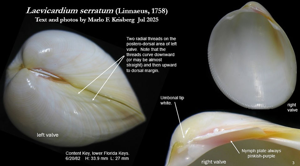 Laevicardium serratum 3.jpg