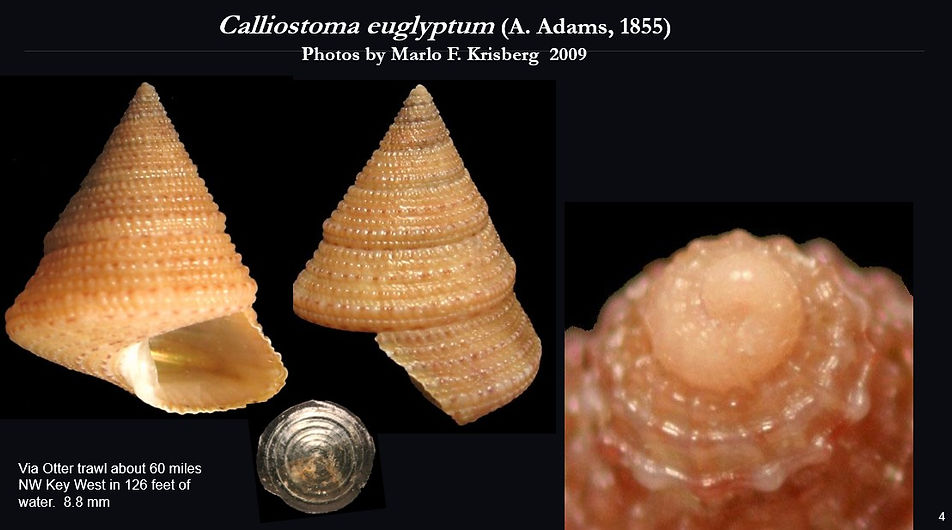 Calliostoma euglyptum 4 .jpg