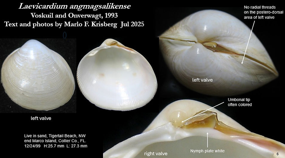 Leavicardium angmagsalikense 6.jpg