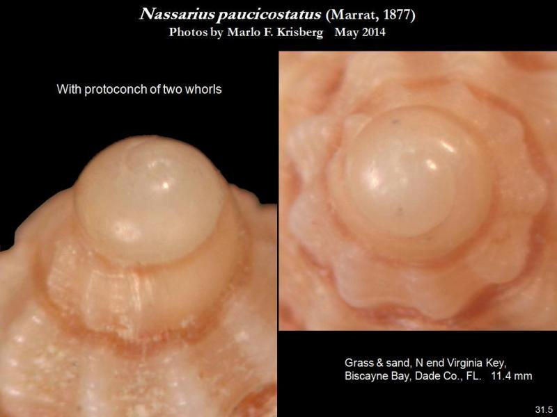 paucicostatus11-5