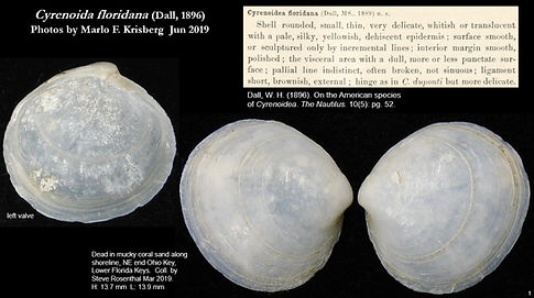 Cyrenoida floridana 1.jpg