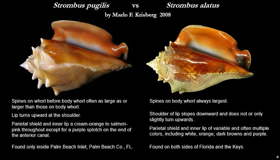 pugilis vs alatus a.jpg