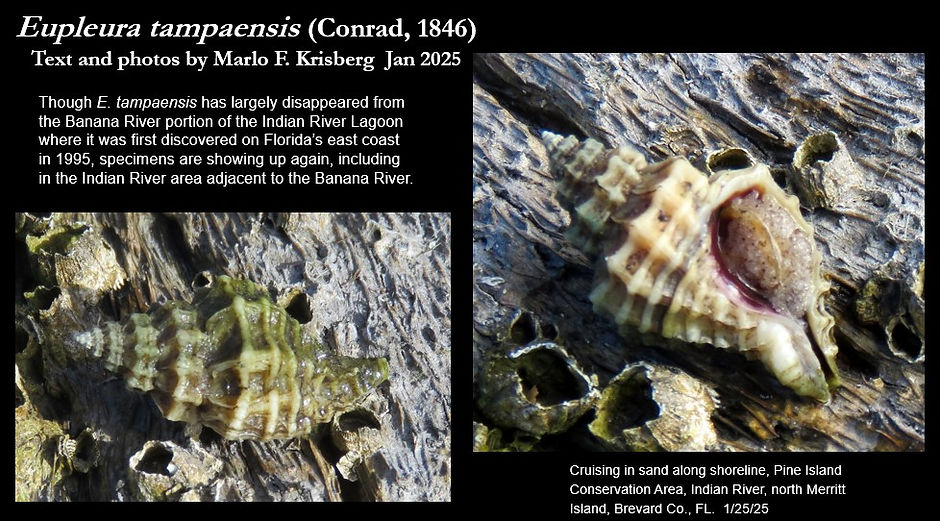 Eupleura tampaensis Pine Isl. 1.25.25.jpg