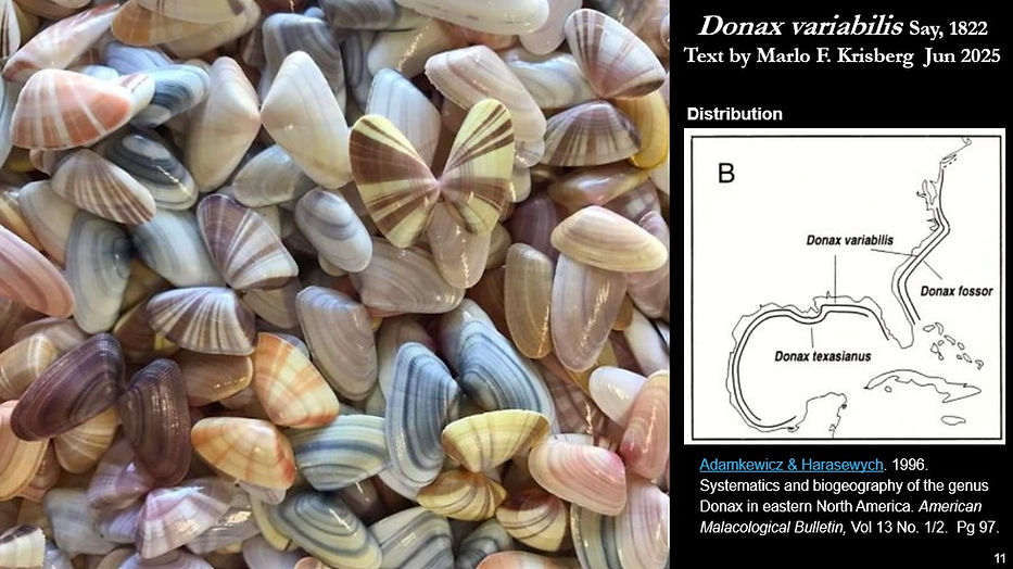 Donax variabilis11.jpg