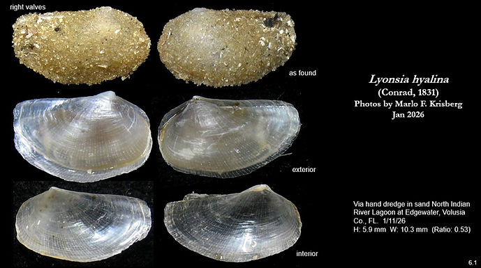 Lyonsia hyalina 6.1.jpg