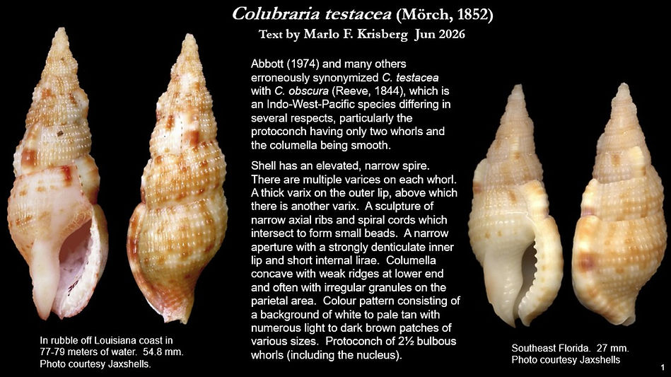 Colubraria testacea 1.jpg