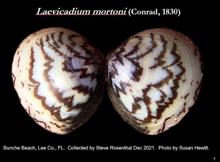 Laevicardium mortoni Bunche Beach a.jpg