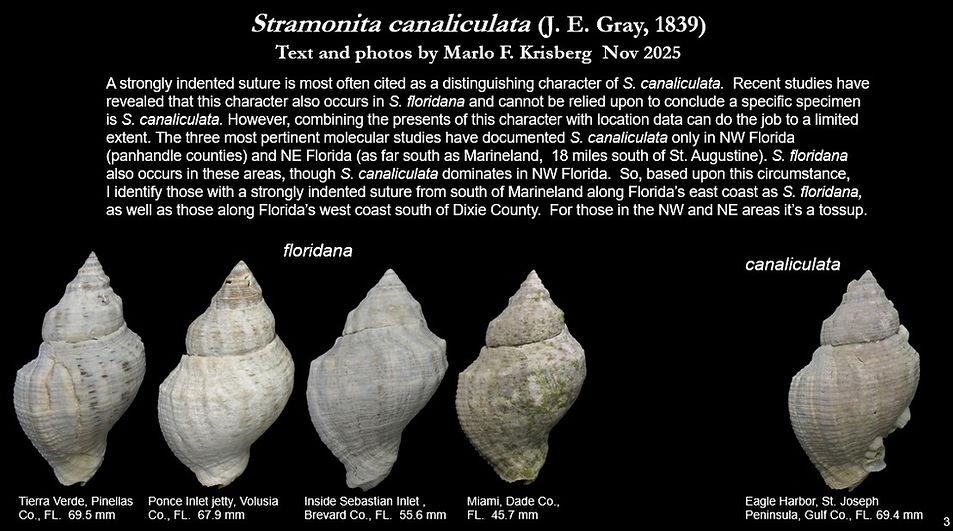 S. canaliculata 3.jpg