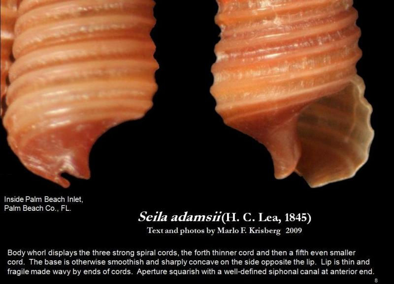 Seilaadamsii8