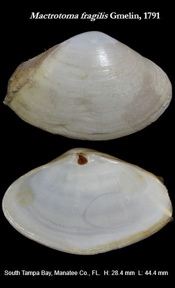 Mactridae 1.jpg