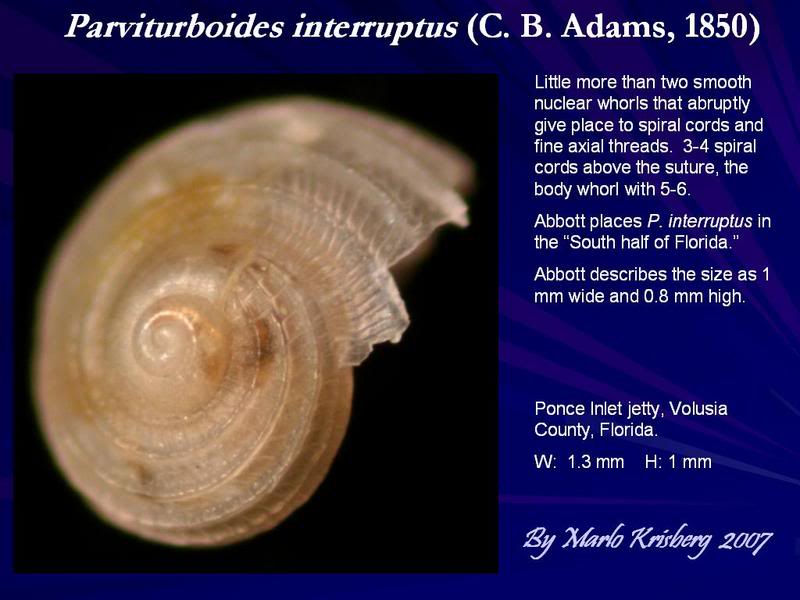parviturboidesinterruptus_2552Cjpg4