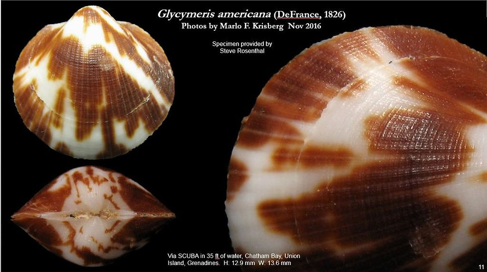 Rev Glycymeris americana 11