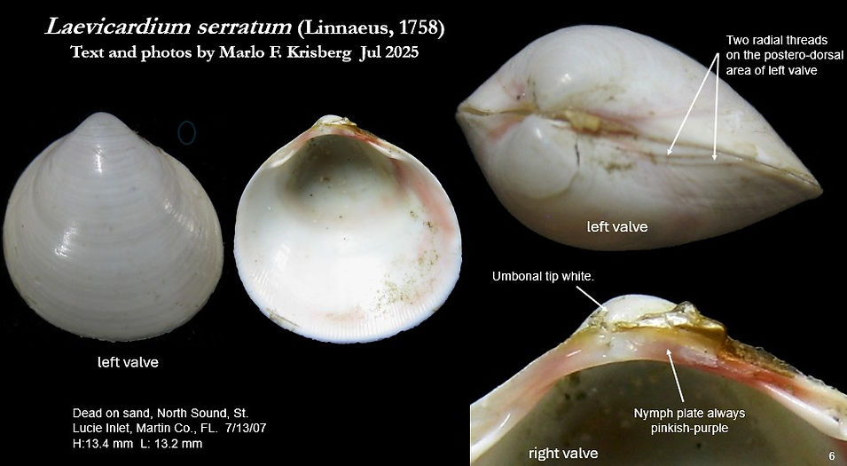 Laevicardium serratum 6.jpg