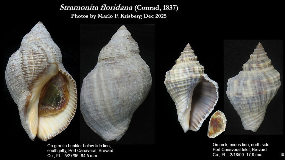 Stramonita floridana 10.jpg