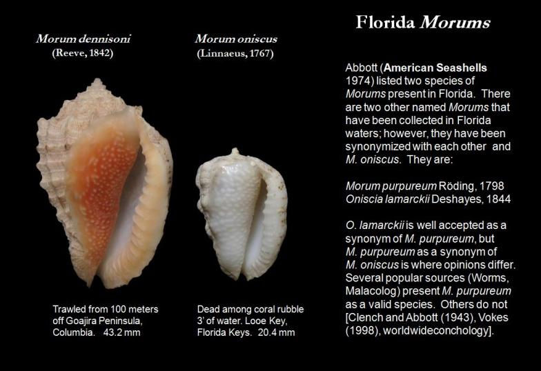 Revfloridamorums1