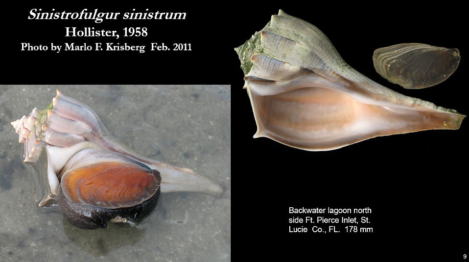 Sinistrofulgur sinistrum 9.jpg