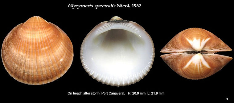 Glycymerididae 3.jpg