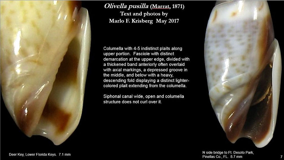Olivella pusilla 7