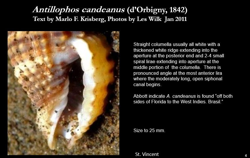 Antillophos candeans 4.jpg