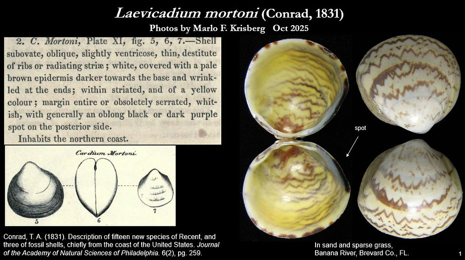 Laevicardium mortoni 1.jpg