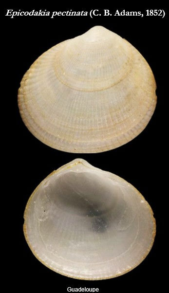 Lucinidae 8.jpg