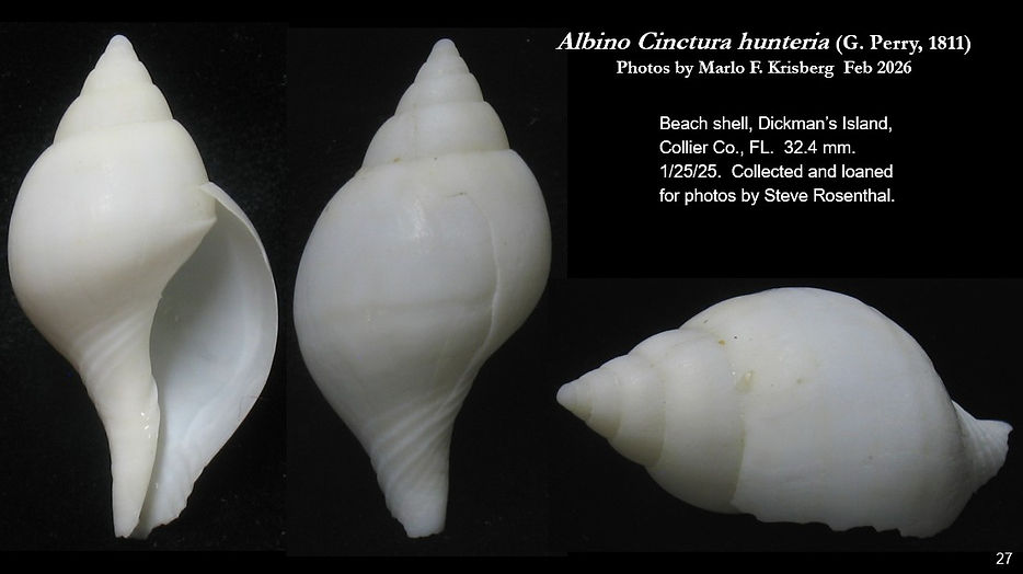 Cinctura hunteria 27.jpg