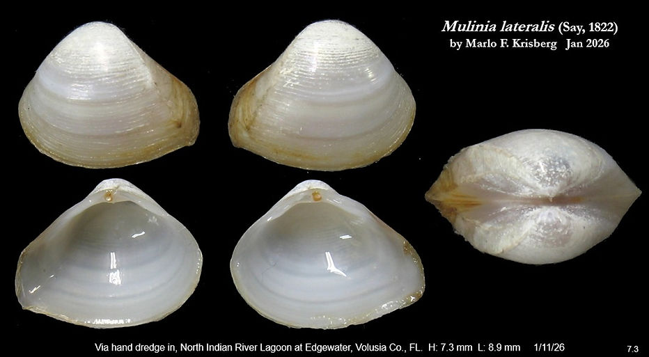 Mulinia lateralis 7.3.jpg