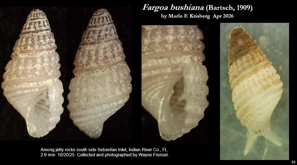 Fargoa bushiana 10.jpg