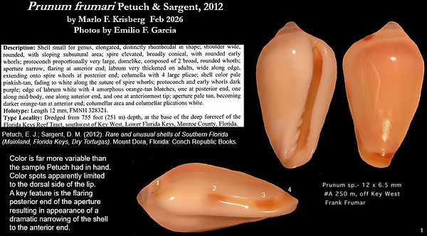 Prunum frumari 1.jpg