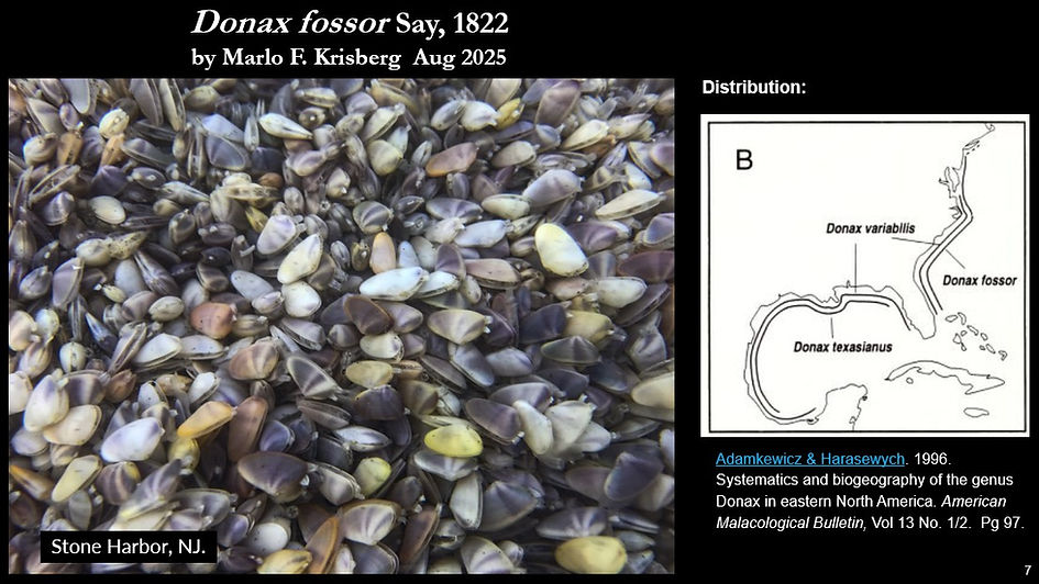 Donax fossor 7.jpg