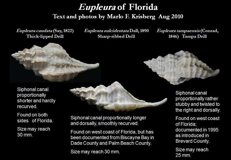 Eupleura Sulcidentata Letstalkseashells