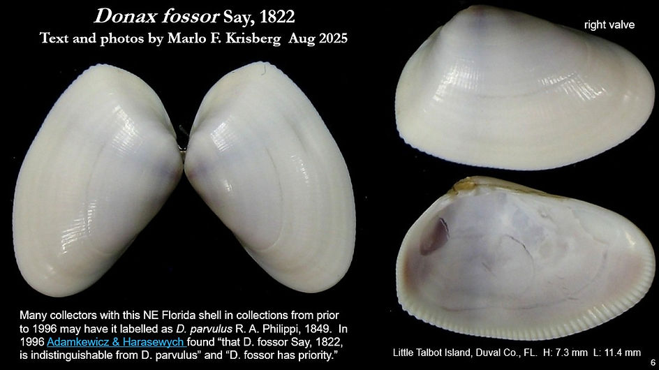 Donax fossor 6.jpg