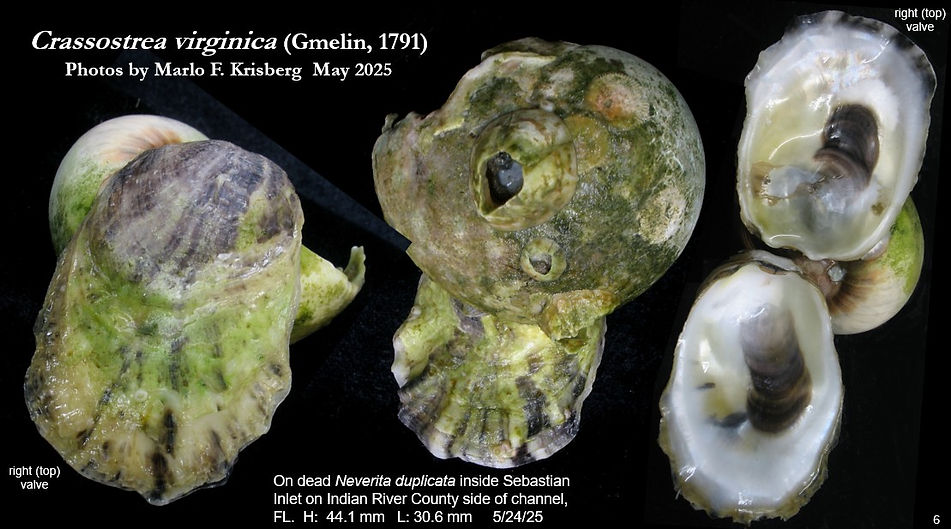 Crassostrea virginica 6.jpg