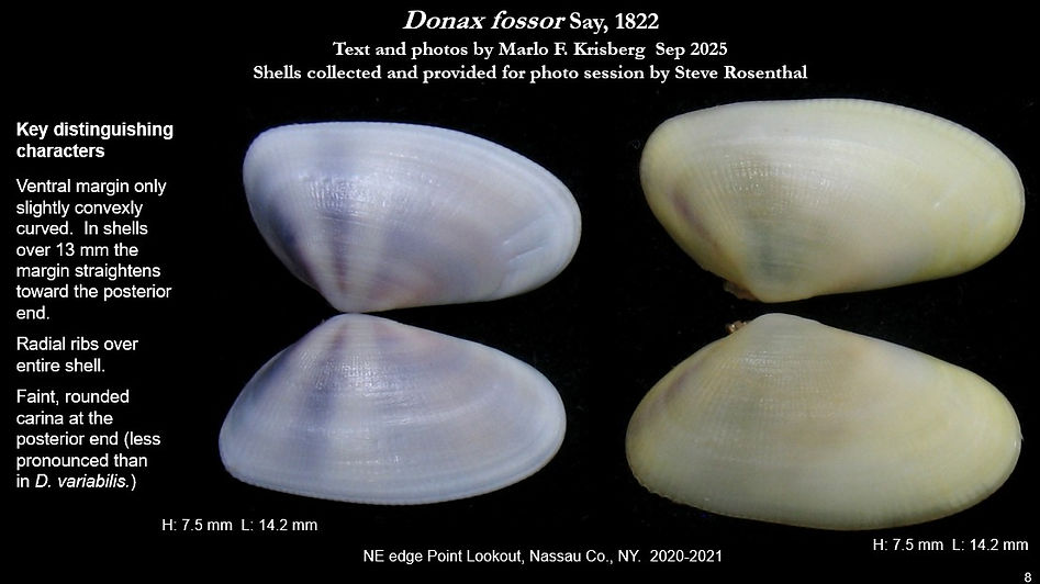 Donax fossor 8.jpg