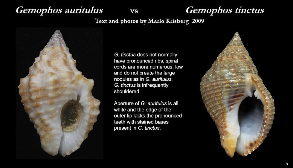 Gemophos tinctus 8