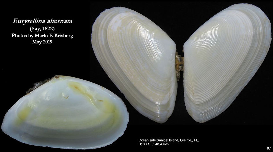 E. alternata 8.1.JPG