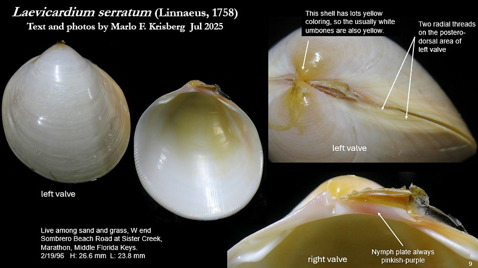 Laevicardium serratum 9.jpg