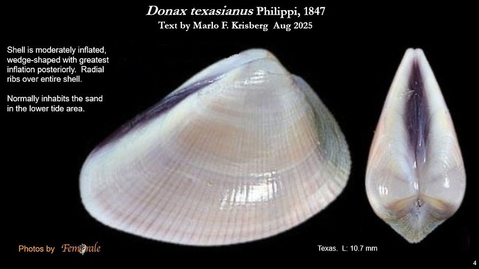Donax texasianus 4.jpg