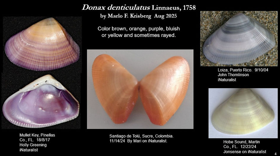 Donax denticulatus 4.jpg
