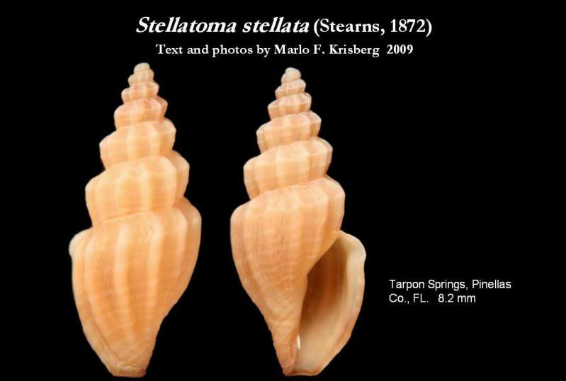 stellatomastellata11