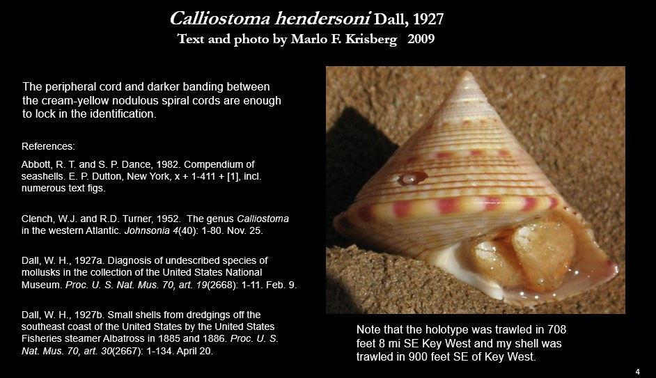 Callistoma hendersoni 4.jpg