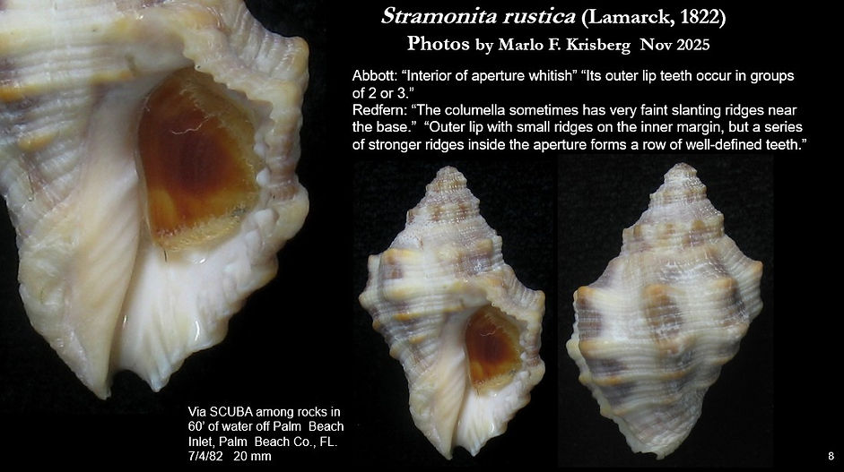 Stramonita rustica 8.jpg