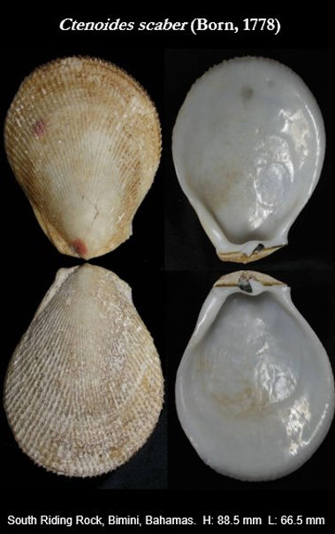 Limidae 1.jpg